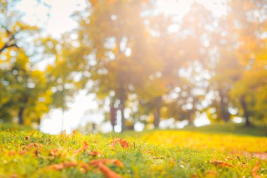 Çimenlerdeki sonbahar yapraklarının yakın görüntüsü. Güneşli sabah ışığında çimenlerin üzerine düşen sonbahar yaprakları, huzurlu bir şekilde dinlenme ve park veya bahçedeki bulanık arazi.