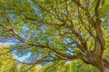 Yeşil orman. Yeşil yapraklı görkemli bir ağaç. Doğa ekolojisi kavramı. Rahatlatıcı ağaç yaprakları güneş ışığı ve mavi gökyüzü. Idyllic doğa