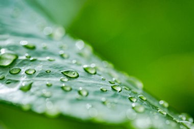 Yeşil yapraklı, yağmurdan sonra damla damlatan. Yeşil yapraklı makro, doğa detayı. Güneşli, bulanık damlacıklar, bokeh büyüsü. Doğa yakın çekim, ekoloji, tazelik