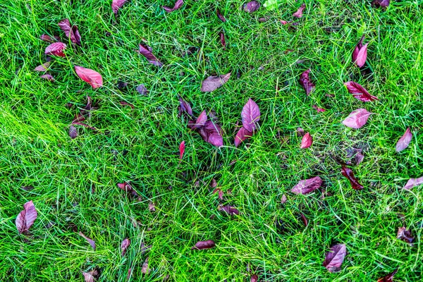 Autumn Leaves Green Grass Field View Nature Closeup Leaves Grass — Stock Photo, Image