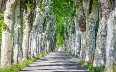 Road through row of trees. Tunnel-like Avenue of Linden Trees, Tree Lined Footpath through Park in Spring