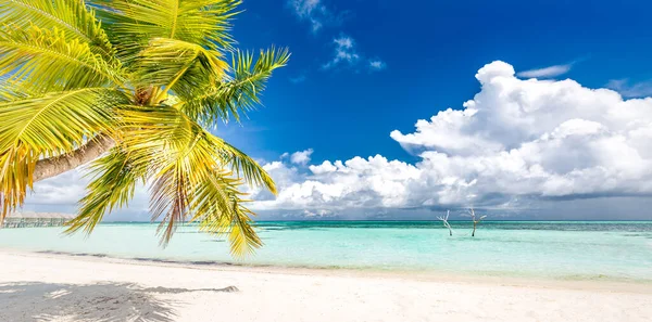 海滩自然的概念 热带田园天堂岛上的棕榈滩 梦幻般的异国情调景观和鼓舞人心的夏季风景 用作背景或墙纸 — 图库照片