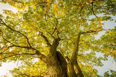 Sonbahar Ağaçları. Düşük perspektiften düşünce. Rüya doğası manzarası, güneş ışınları ve ışınlar olan ağaçlar, altın yapraklar. Göz kamaştırıcı sonbahar manzarası.