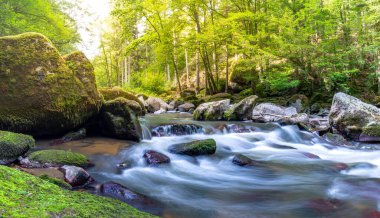 Ormandaki Dağ Nehri. Dağ ormanlarının derinliklerinde nehir, rahatlatıcı doğa manzarası, inanılmaz güneş ışığı, su akışı. İlham verici doğa manzarası, huzurlu sakin dağ deresi, kayalar. Panoramik manzara