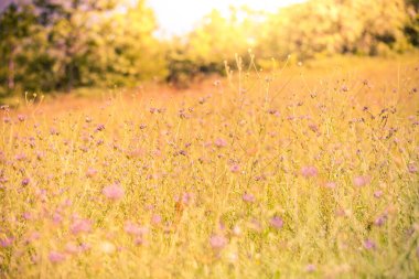 Günbatımı doğa arka planı. Gün batımı gökyüzünde kır çiçekleri olan güzel bir çayır. Güneşli arka plandaki güzellik alanı. Bokeh, yabani otların ve çiçeklerin siluetleri