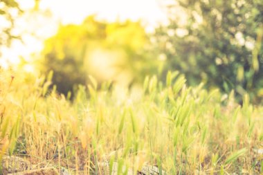 Doğa arkaplanı. Gün batımı gökyüzünde kır çiçekleri olan güzel bir çayır. Güneşli arka plandaki güzellik alanı. Paskalya arkaplanı. Bokeh, yabani otların ve çiçeklerin siluetleri