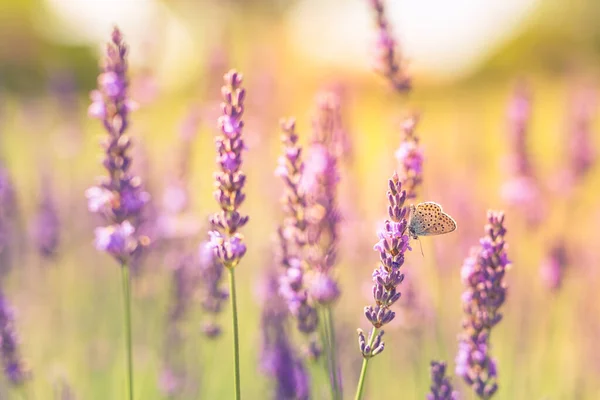 Arbustos Lavanda Com Closeup Borboleta Pôr Sol Humor Pôr Sol — Fotografia de Stock