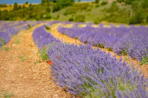 Lavender fields in the Plateau de Valensole, Provence, France. Selective focus on lavender flowers in flower field. Lavender flowers lit by sunlight. Provence, Valensole Plateau, France.