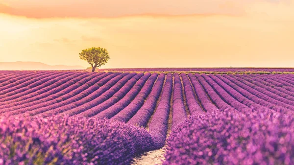 Wonderful nature landscape, amazing sunset scenery with blooming lavender flowers. Moody sky, pastel colors on bright landscape view. Floral panoramic meadow nature in lines with trees and horizon