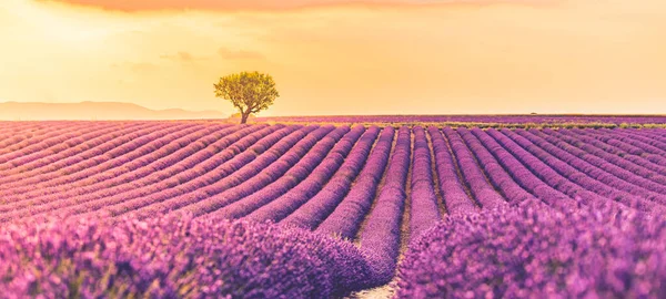 Prachtig Natuurlandschap Verbazingwekkend Zonsondergang Landschap Met Bloeiende Lavendelbloemen Moody Hemel — Stockfoto