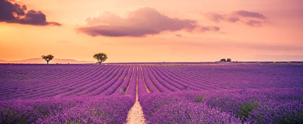 Wonderful nature landscape, amazing sunset scenery with blooming lavender flowers. Moody sky, pastel colors on bright landscape view. Floral panoramic meadow nature in lines with trees and horizon