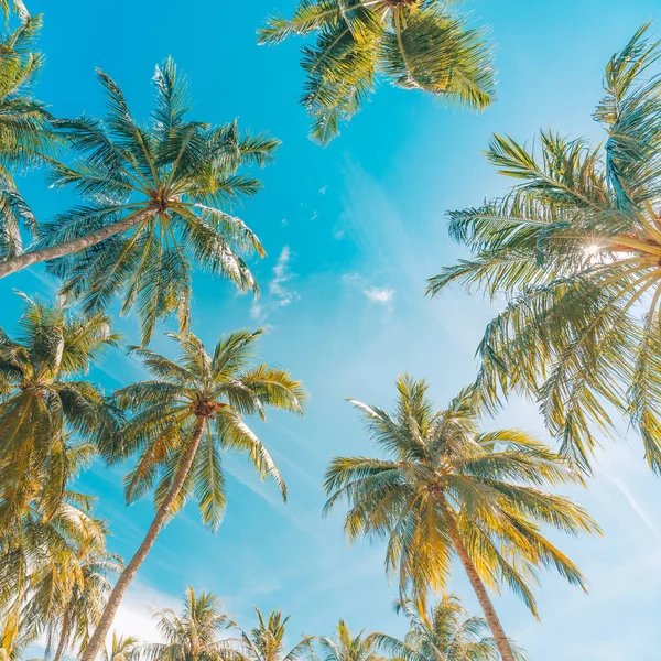 Palmeras Bajo Cielo Azul Estilo Retro Vintage Palmera Coco Con — Foto de Stock