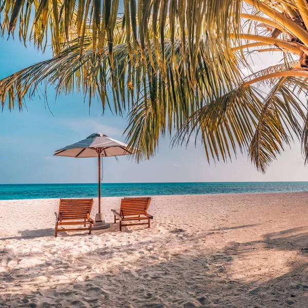 휴가와 의자와 햇살이 해변의 탁트인 야자수 — 스톡 사진
