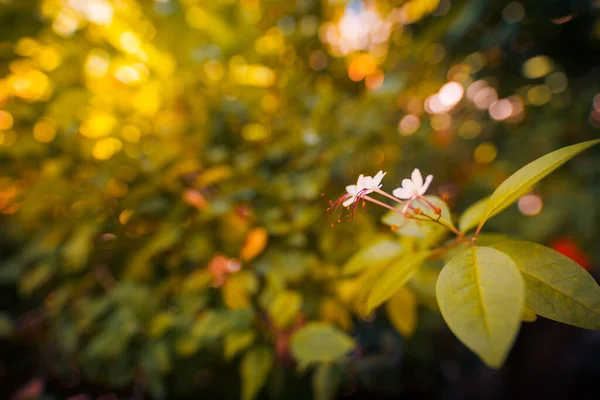 Belas Flores Tropicais Com Desfocado Jardim Exótico Natureza Flores Vivas — Fotografia de Stock