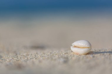 Sahilde deniz kabuğu, deniz manzarası. Yakın çekim tropikal doğa. Kumsalda deniz kabuğu, mavi gökyüzü ve bokeh denizi.