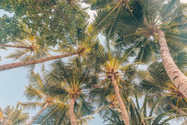 Vintage coconut tree background sky. Palm trees against blue sky, palm trees at tropical coast, vintage toned and stylized, coconut tree, summer tree ,retro