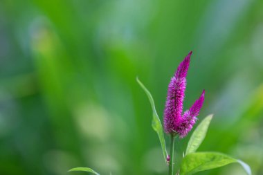Purple pink tropical flower pattern, exotic nature view on blurred green garden nature