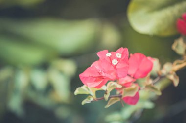 Closeup beautiful nature view of blooming bougainvillea in garden under sunlight. Bougainvillea is a pink flower used as a background. Tropical nature pattern, pastel vintage colors