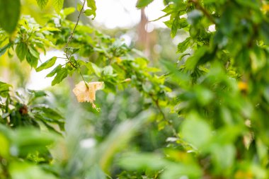 Fine art beautiful flower macro and floral plants. Exotic tropical garden, nature environment