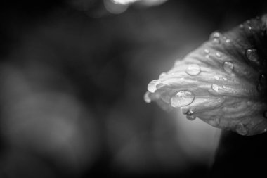 Artistic black and white concept of tropical plant leaves with rain drops and soft sunset sunlight, bright dramatic nature with copy space. Black and white nature leaves, monochrome artistic process