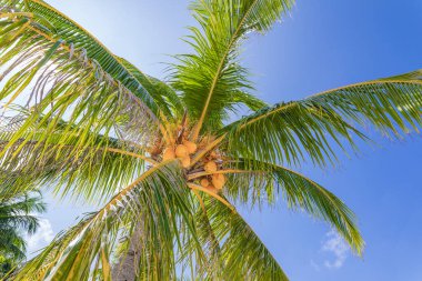 Green palm tree leaves on the blue sky background. Coconut palm trees, beautiful tropical background, summer template