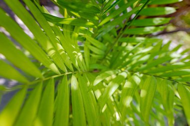 Abstract background of coconut palm leaf, sunny tropical plant in artistic closeup