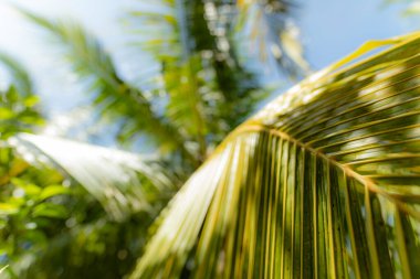 Copy space of blur green palm leaf tree with bokeh sun ligth abstract texture background. Ecology and environment concept. Vintage tone filter effect color style.