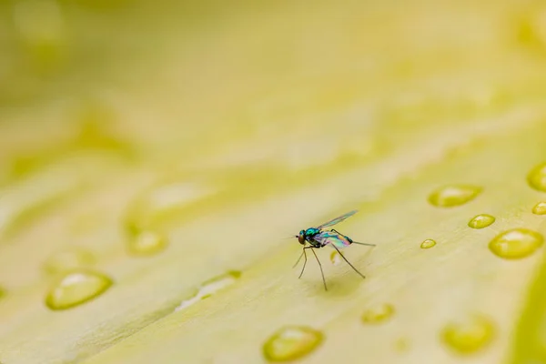 Macro Vista Mosca Hoja Con Gotas Lluvia Naturaleza Artística Fauna —  Fotos de Stock