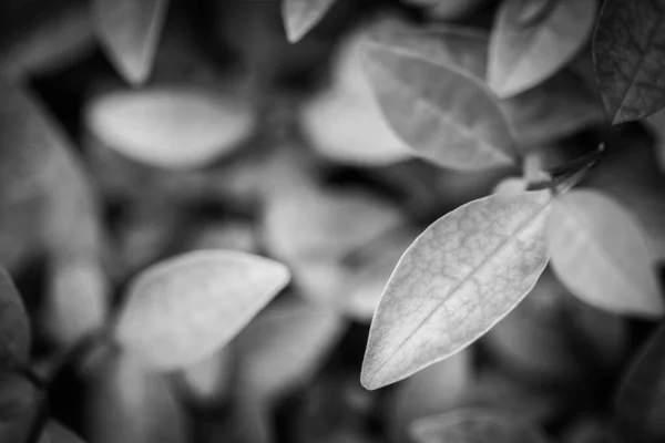 Artistic Black White Concept Tropical Plant Leaves Rain Drops Soft — Stock Fotó