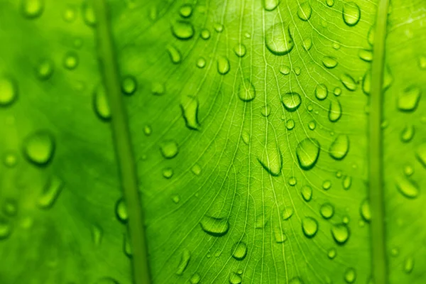 Beautiful Green Leaf Drops Water Green Leaves Drops Water Used — Stock Photo, Image