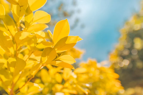 Autumn Beech Leaves Yellow Leaves Branches Blue Sky Falling Tree — Φωτογραφία Αρχείου