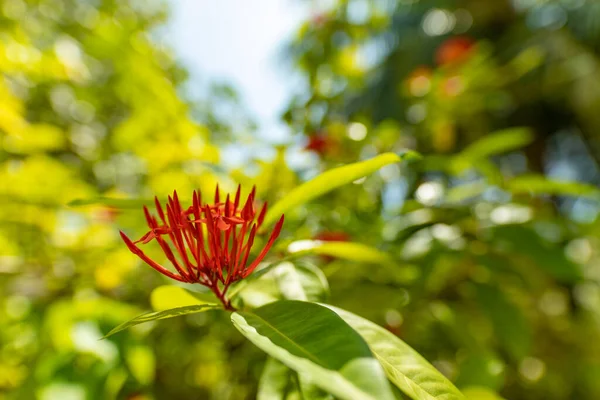 Tropical Red Flower Buds Blurred Garden Background Sunny Exotic Nature — Zdjęcie stockowe