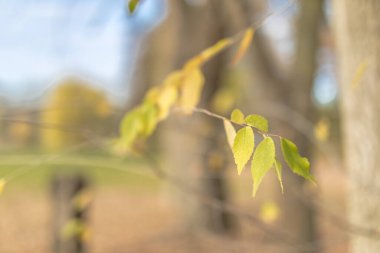 Fresh spring leaves on blurred forest background. Artistic nature closeup