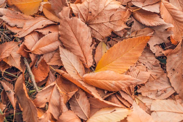 Decorative Background Autumn Leaves Autumn Nature Background Fall Season Wallpaper — Stok fotoğraf