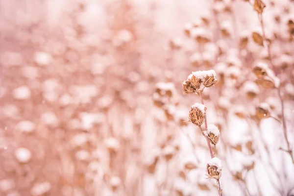 Forest Plants Covered Snow Winter Plant Frost Winter Artistic Snowy — Stockfoto