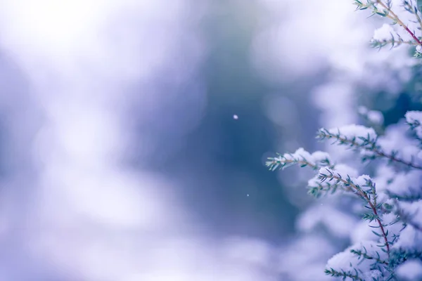 Close Pine Tree Covered Snow Frost Winter Trees Snow Perfect — Foto Stock