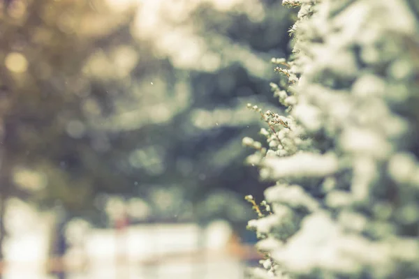 Close Pine Tree Covered Snow Frost Winter Trees Snow Perfect — Stockfoto