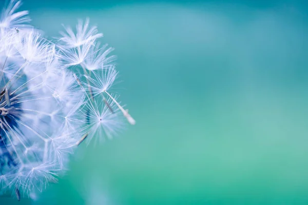 Çayırlı güzel karahindiba ekolojisi doğa manzarası. Soyut doğa makro arka planı. Bulanık, güneşli arka planı olan parlak renkli bir manzara. ilham verici doğa