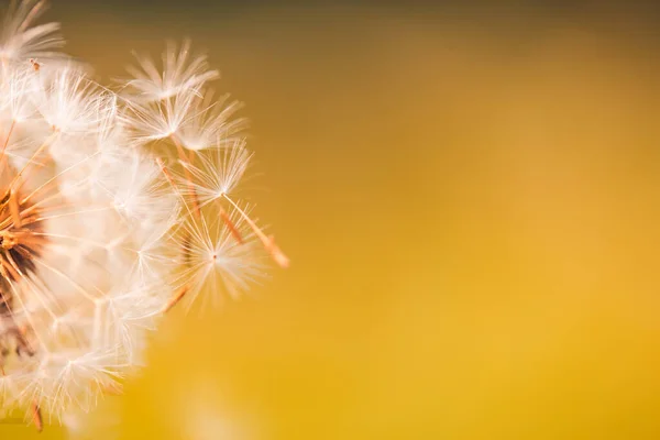 Beautiful Close Dandelion Ecology Nature Landscape Meadow Abstract Nature Macro — Stock Photo, Image