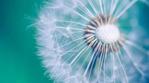 Beautiful Close Dandelion Ecology Nature Landscape Meadow Abstract Nature Macro — Stock Photo, Image