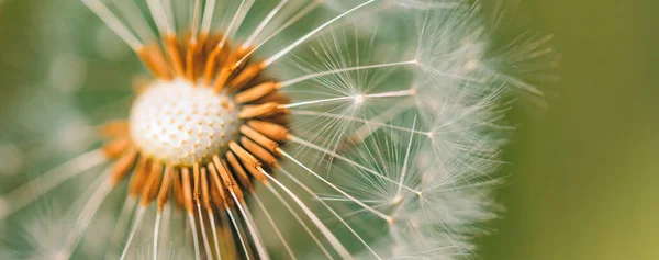 Beautiful Close Dandelion Ecology Nature Landscape Meadow Abstract Nature Macro — Stock Photo, Image