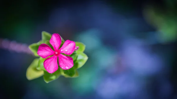 Rózsaszín Virág Makró Vízcseppek Vagy Eső Sötétkék Zöld Kert Természet — Stock Fotó