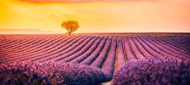 Gün batımında Fransız lavanta tarlasının panoramik manzarası. Provence, Fransa, Valensole 'da menekşe lavanta tarlasında gün batımı. Yaz doğa manzarası. Rahatlama ve sakinlik kavramı için ilham verici bir arka plan.