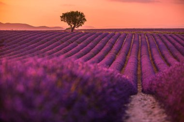 Gün batımında Fransız lavanta tarlasının panoramik manzarası. Provence, Fransa, Valensole 'da menekşe lavanta tarlasında gün batımı. Yaz doğa manzarası. Rahatlama ve sakinlik kavramı için ilham verici bir arka plan.