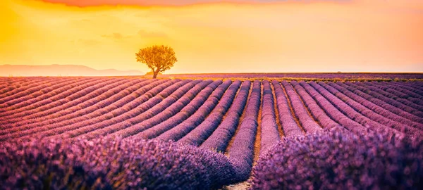 Панорамный Вид Французское Лавандовое Поле Закате Закат Над Фиолетовым Лавандовым — стоковое фото