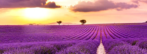 Gün batımında Fransız lavanta tarlasının panoramik manzarası. Provence, Fransa, Valensole 'da menekşe lavanta tarlasında gün batımı. Yaz doğa manzarası. Rahatlama ve sakinlik kavramı için ilham verici bir arka plan.