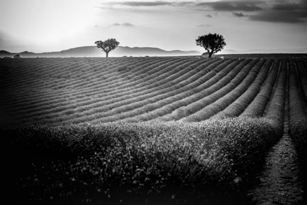 Fantastico Paesaggio Bianco Nero Campi Lavanda Nuvole Cielo Tramonto Sfondo — Foto Stock