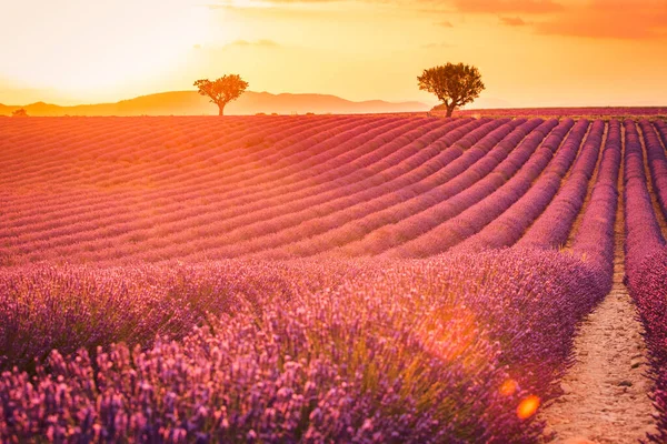 Prachtig Natuurlandschap Verbazingwekkend Zonsondergang Landschap Met Bloeiende Lavendelbloemen Moody Hemel — Stockfoto