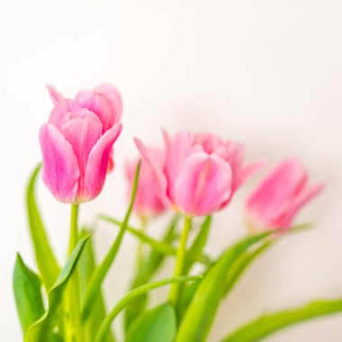 Beyaz arka planda harika pembe laleler. Güzel bahar çiçekleri. Bir buket çiçek. Beyaz arka planda lale. Sevgililer günü ve düğün sahnesi için güzel çiçekler. Sevgililer Günü ve 8 Mart Anneler Günü konsepti.