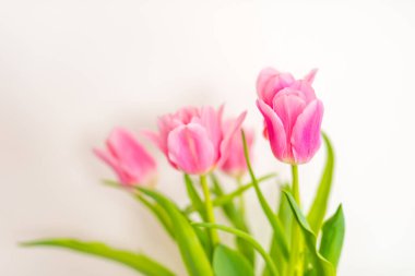 Beyaz arka planda harika pembe laleler. Güzel bahar çiçekleri. Bir buket çiçek. Beyaz arka planda lale. Sevgililer günü ve düğün sahnesi için güzel çiçekler. Sevgililer Günü ve 8 Mart Anneler Günü konsepti.